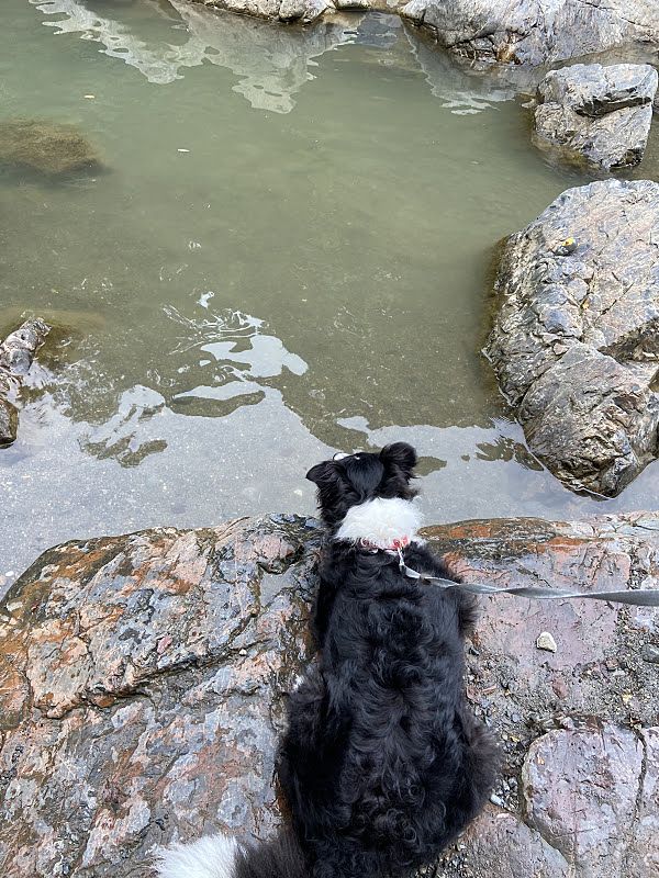 川遊びをしている犬